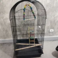 قفس عروس هلندی سالم