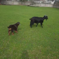 بز با بزغاله