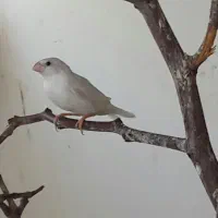 فنچ|پرنده|بیرجند, |دیوار