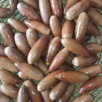 بلوط تازه مال امسال بمب خاصیت هم کاشت