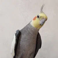 عروس هلندی نر
