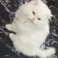 گربه پرشین عروسکی