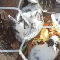 بچه خرگوش