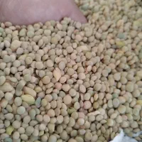 عدس دیم فریدن با کیفیت فوق العاده تضمینی