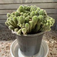 گل کاکتوس|گل و گیاه طبیعی|اصفهان, شاهد|دیوار