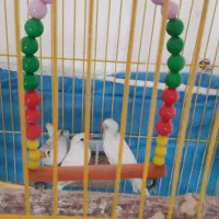 فنچ فروشی|پرنده|مشهد, گاز|دیوار