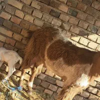 بز مری با شنک نر