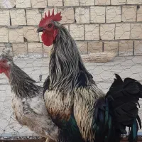 خروس محلی درشت
