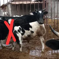 فروش گاو و گوساله