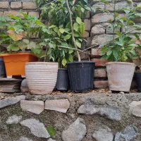 این گلهای میفروشم جای گرمایشی ندارم|گل و گیاه طبیعی|بومهن, |دیوار