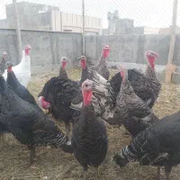 بوقلمون