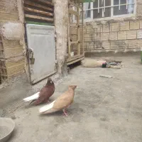 دمسفید
