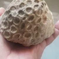 فسیل جانوری|کلکسیون و سرگرمی|نقده, |دیوار