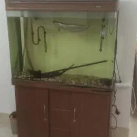 اکواریوم|ماهی|شاهرود, |دیوار