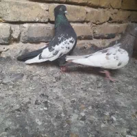 کبوترخوب|پرنده|مشهد, بلال|دیوار