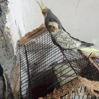 معاوضه با یه ژرمن شپرد توله|پرنده|گرگان, |دیوار