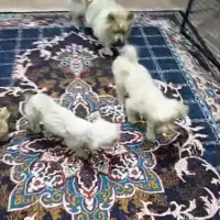 سگ گمشده پیدا کردین مژدگانی خوبی بهتون میدیم|حیوانات|صدرا-فارس, فاز ۲|دیوار