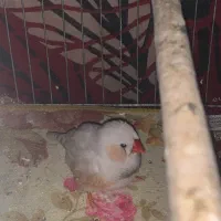 دو عدد مرغ عشق و دو عدد فنچ|پرنده|نکا, |دیوار