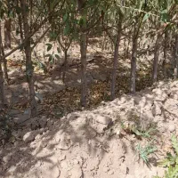 نهال بادام فقط ۷ هزار تومان|خدمات باغبانی و درختکاری|خسروشاه, |دیوار