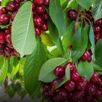 ازتولــید تا فروش|خدمات باغبانی و درختکاری|ورزقان, |دیوار