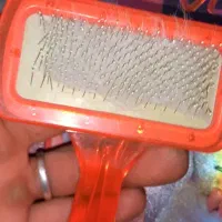 پامرین سگ ماده|سگ|محمدشهر, کوی بهار|دیوار