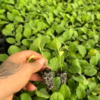 نشا|عمدهفروشی|سراوان, |دیوار