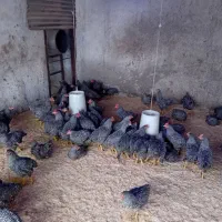 نژاد خارجی تخم گذار