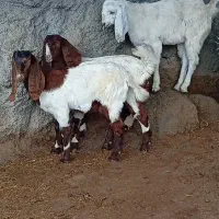 9 راس بزغاله بزرگ دورگ پاکستانی بزرگ 3 نر