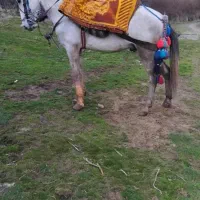 اسب 6سال|اسب و تجهیزات اسب‌سواری|سقز, |دیوار