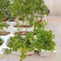 گل طبیعی|گل و گیاه طبیعی|قوچان, |دیوار