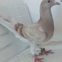 کبوترجوجه صیدشده|حیوانات|اردبیل, |دیوار