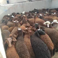 بره دورگ شال|حیوانات مزرعه|قم, نیروگاه|دیوار