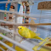 مرغ عشق نر بالغ