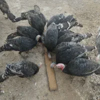 پرورش بوقلمون نژاد برنز انگلیسی ارگانیک نر و ماده|حیوانات مزرعه|تهران, مسعودیه|دیوار