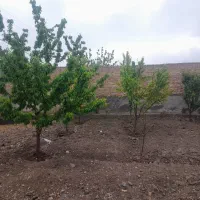 فروش باغ ویلا|فروش خانه و ویلا|چناران, |دیوار