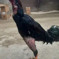 خروس لاری ۳روب دانگ