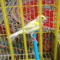 نروماده|پرنده|ساوه, |دیوار