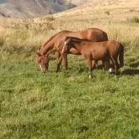 اسب|اسب و تجهیزات اسب‌سواری|سیلوانه, |دیوار
