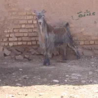 بز،دبر،پازن،میش،کهره|حیوانات مزرعه|شیراز, داریون|دیوار