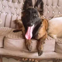 سگ مالینویز