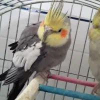 عروس هلندی|پرنده|طبس, |دیوار