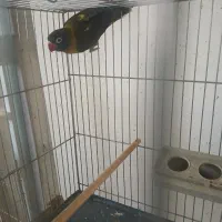 کوتوله ماده بالغ(طوطی برزیلی)