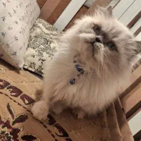 گربه پرشین|گربه|تربتحیدریه, کلاته توکلی|دیوار