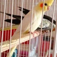 عروس هلندی|پرنده|بناب, |دیوار