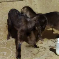 3راس کهره شیر