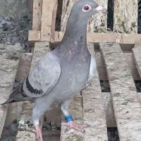 جوجه پلاکی