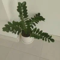 گل طبیعی|گل و گیاه طبیعی|صحنه, |دیوار