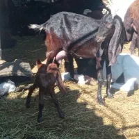 بز پاکستانی