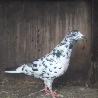 فروش کبوتر مسافتی یا المانی|پرنده|چمستان, |دیوار