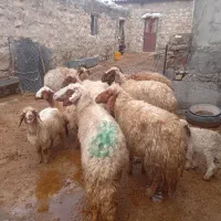 تعداد۳راس میش وبره ۲ راس شک ۳بره ماده باهم۱۶۰ملیون